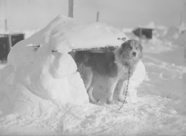 why are dogs banned in antarctica